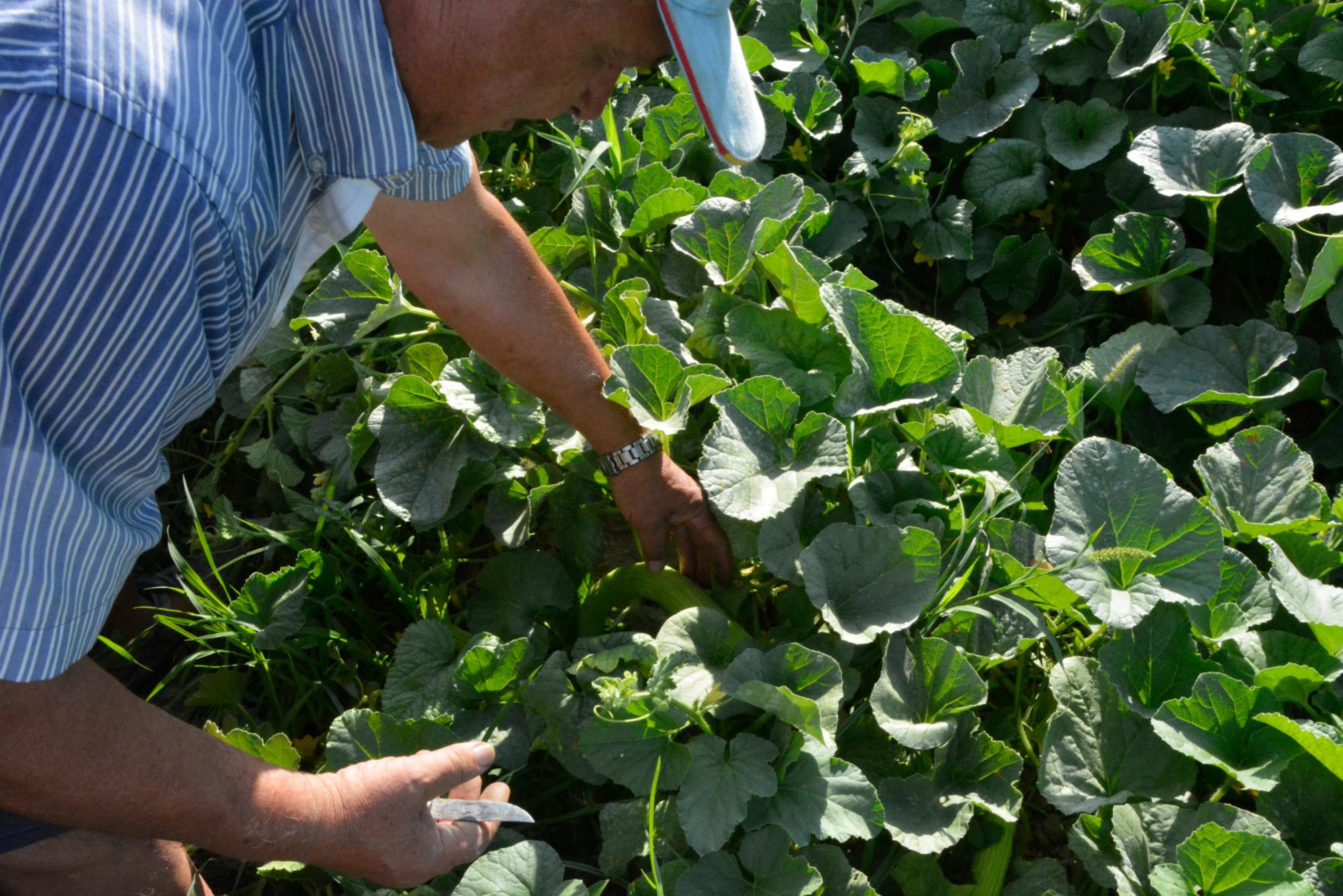 Huertano recogiendo la cosecha, Murcia
